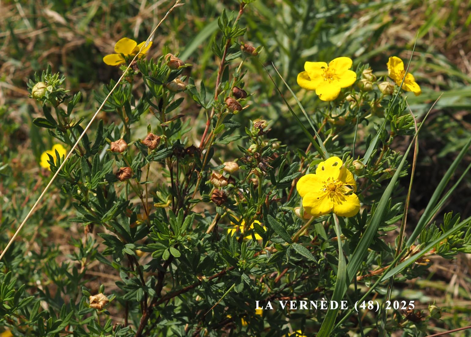 Cinquefoil, Shrubby